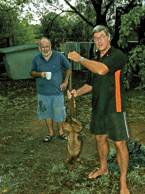 A large Panoptes killed by a cane toad